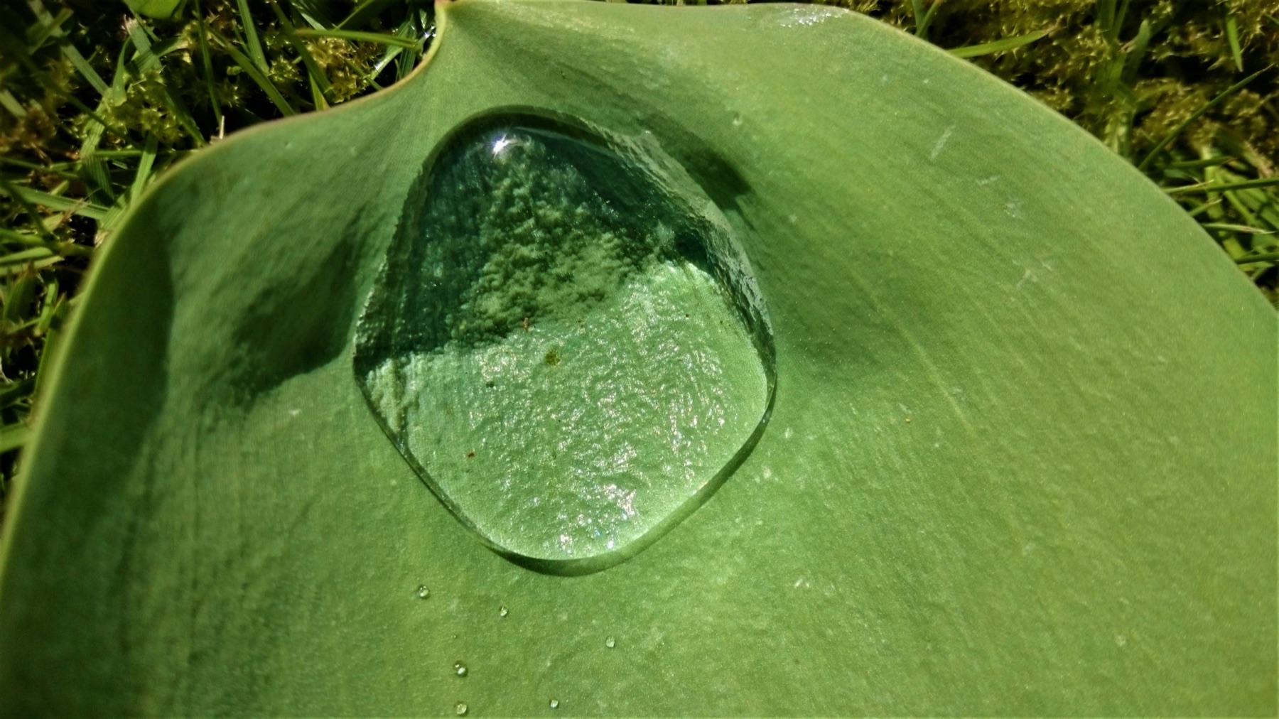 Ein klarer Wassertropfen auf einem grünen Blatt