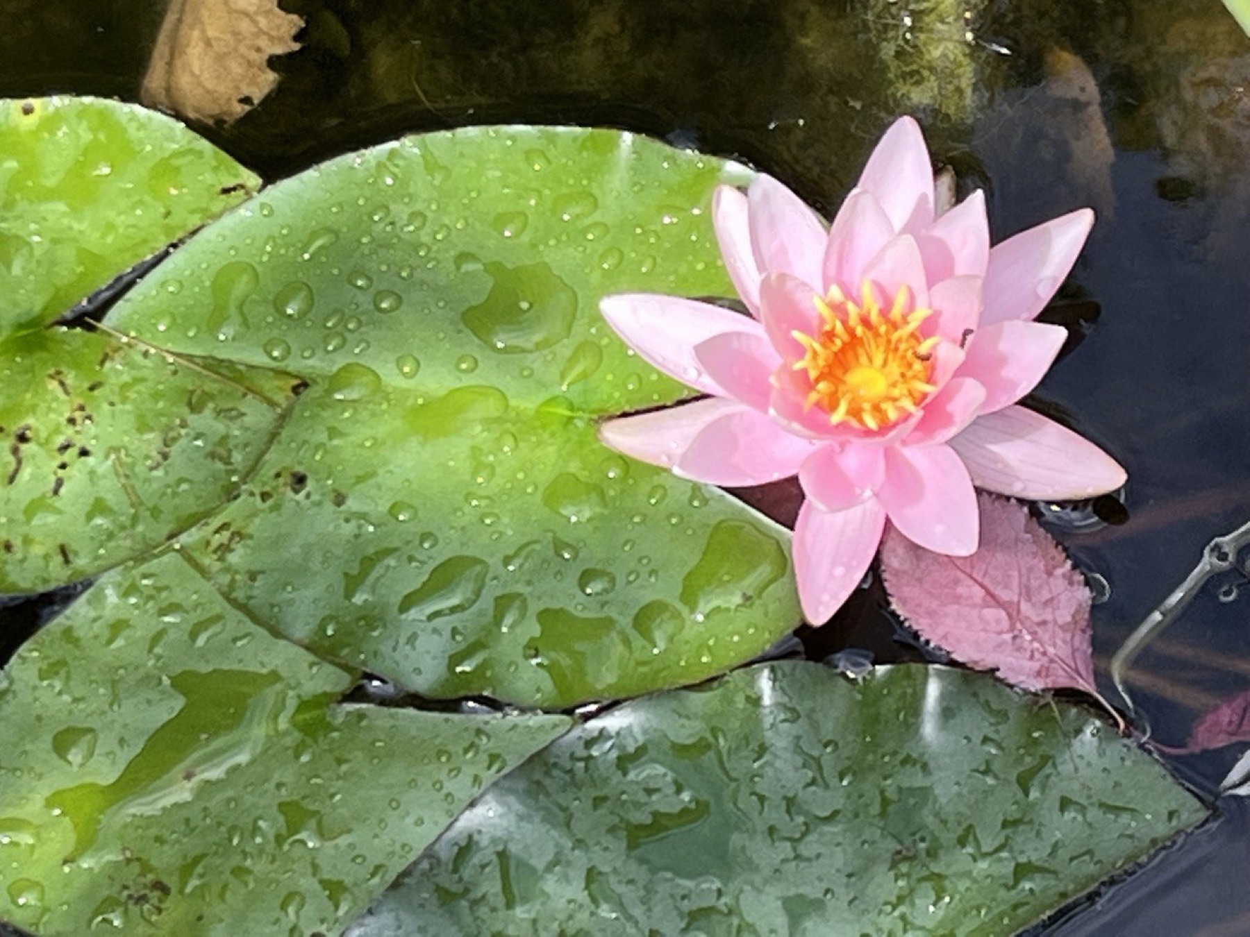 Eine rosa Seerose auf grünen Blättern