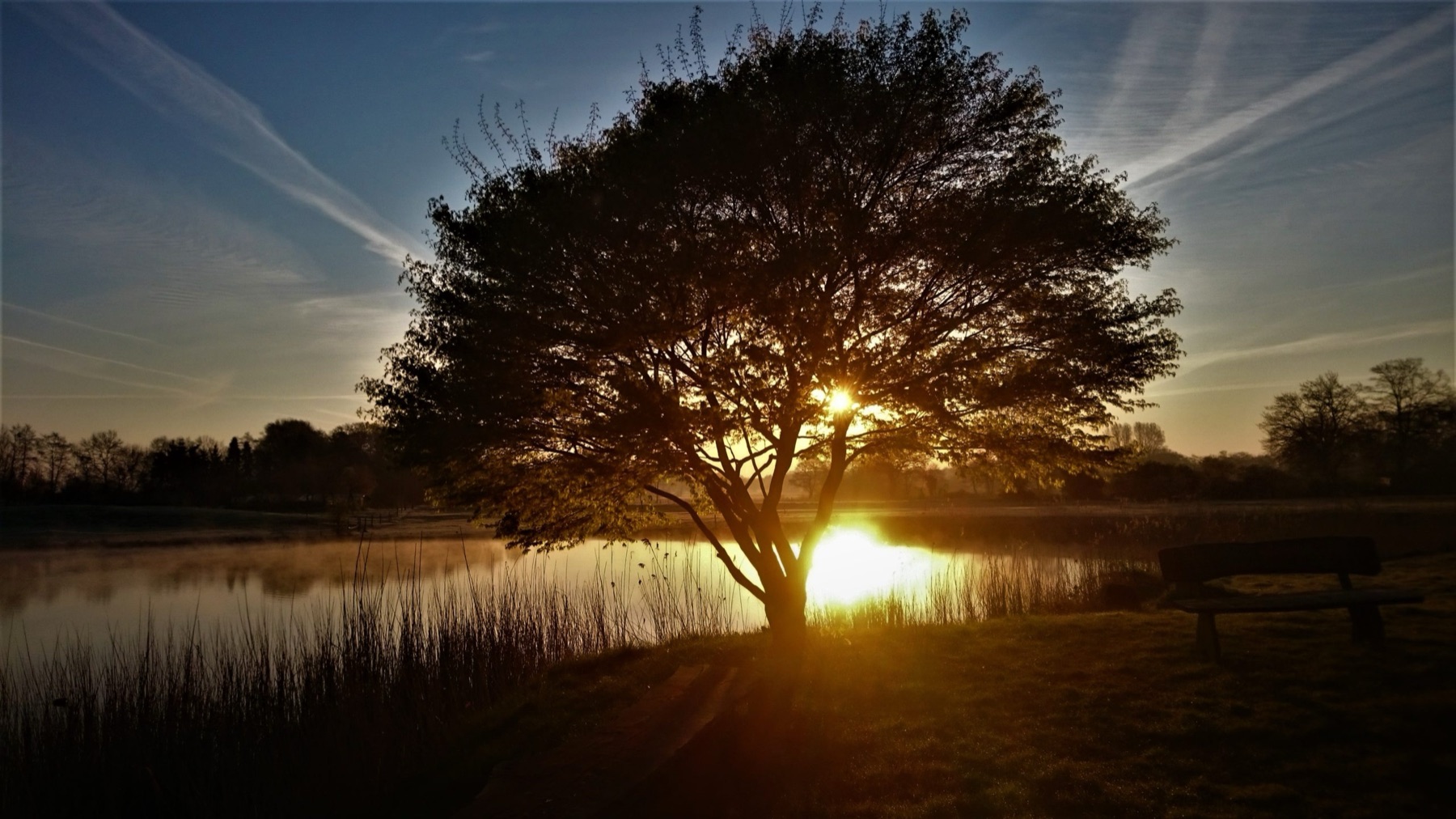 Ein großer Baum am See im Abendlicht